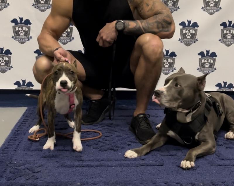 The K9 training Academy West Palm