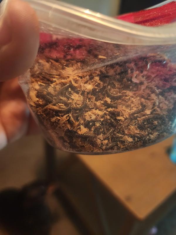 Crushed, dead, crispy. They are supposed to be alive