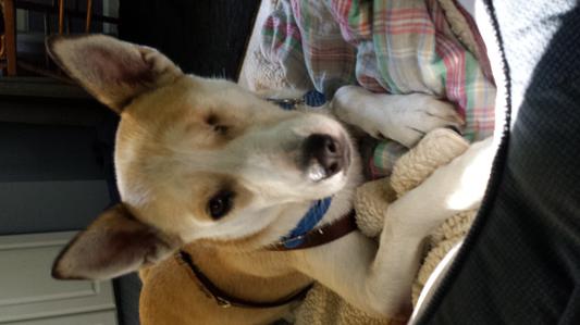 Maizie the Carolina Dog