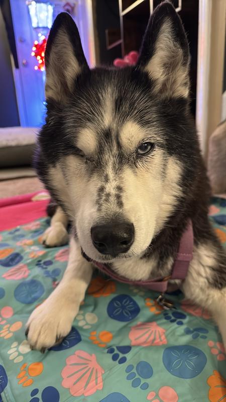 Meet Maya, almost 14!