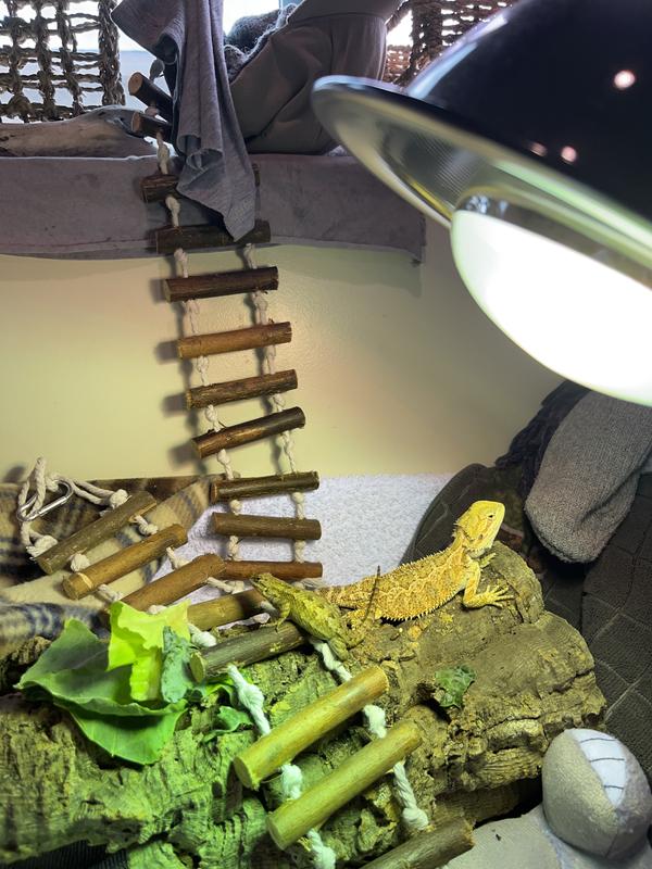 Huey and Beautiful Girl (BG for short) catching rays.