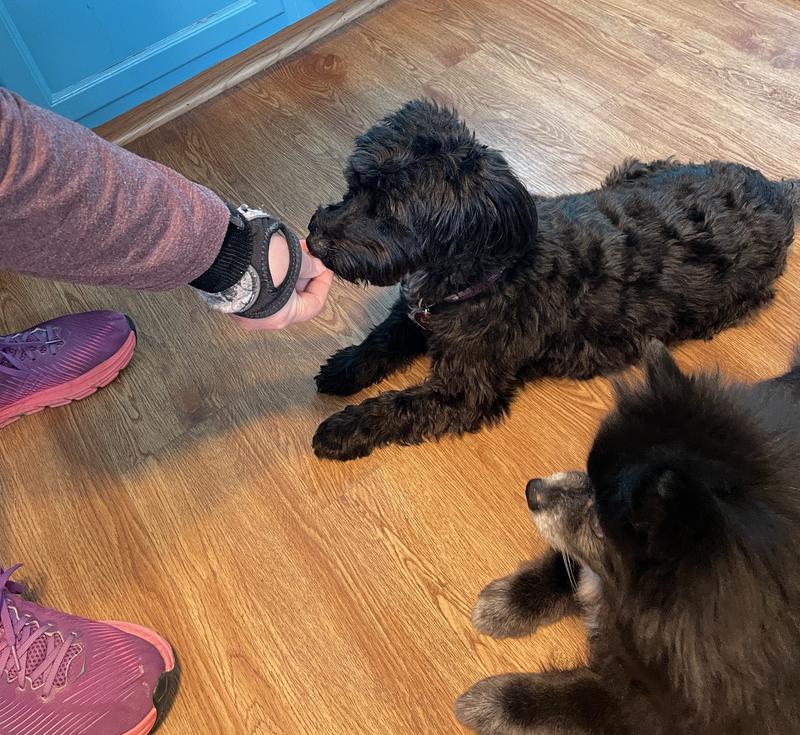 Baxter practices his down position while Coda stays down, quiet, and alert...aren't we good puppies? Can we please have another Charlee Bear Nuggets Stawbeary Swirl Crunchy treat? We've been so good!