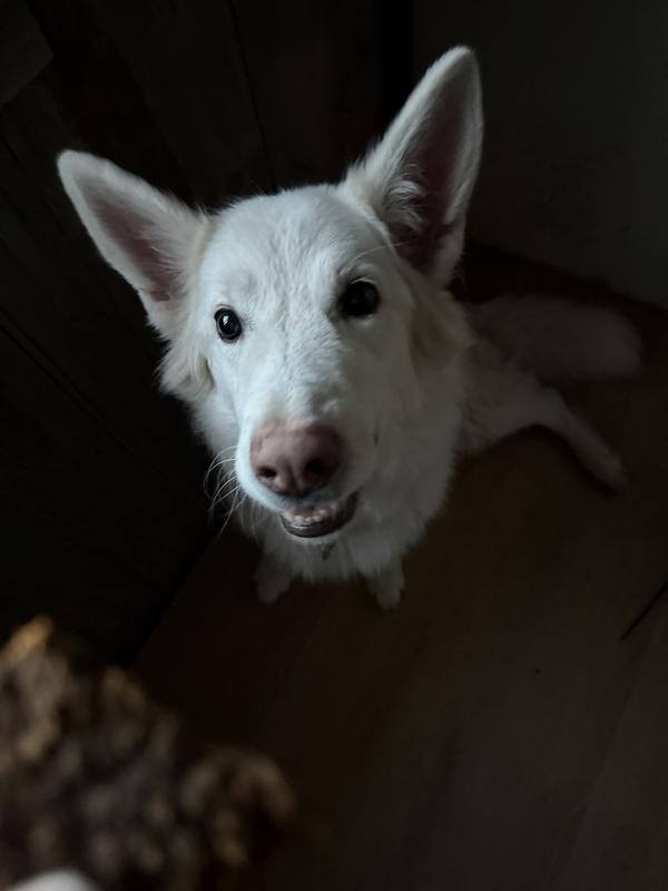 All ages great treat! It’s made puppy training even easier and is really high quality which makes me feel comfortable feeding it.