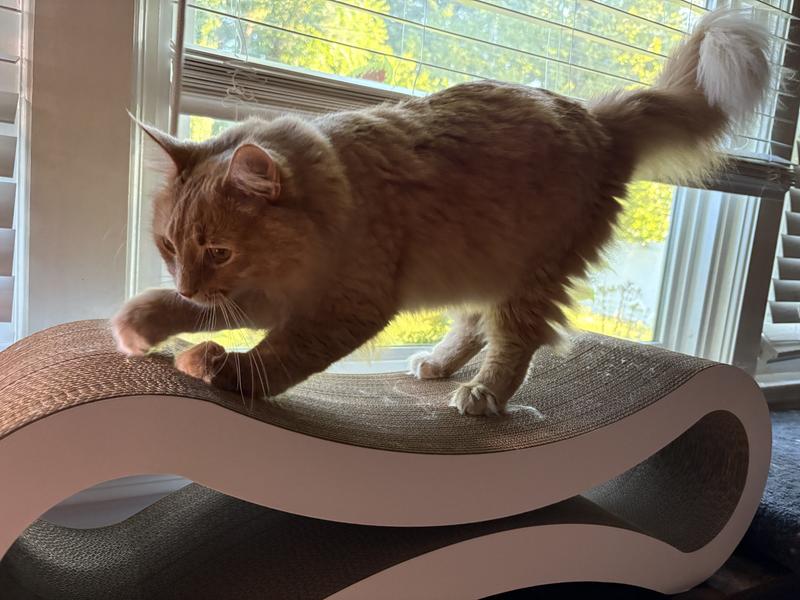 Floof loves his scratcher!
