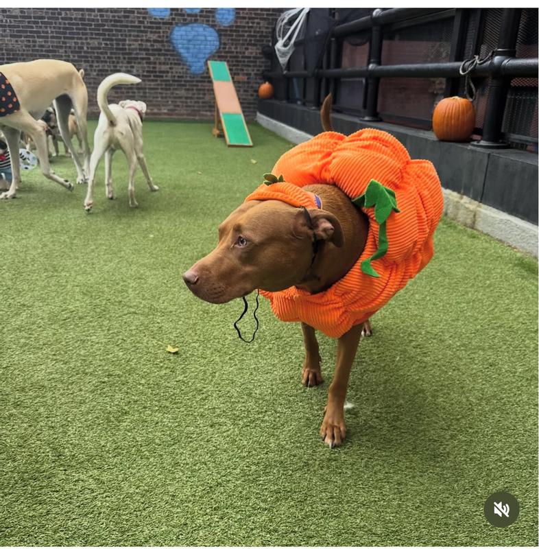 My fur granddaughter ❤️❤️