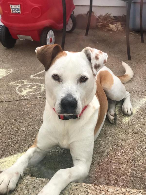 My Fur Baby, Brian  6 Yrs.