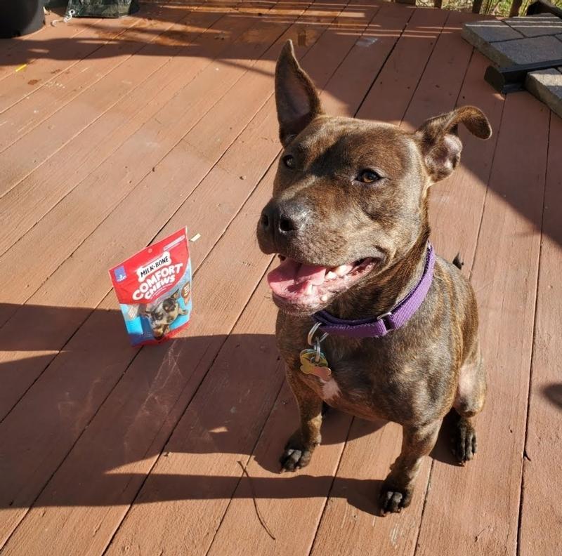 Brindled pitbull lab mix with Comfort Chews