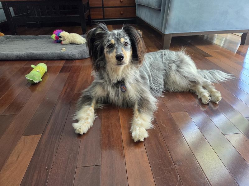 This is Annie a day after washing with Mane 'n Tail shampoo. She's even silkier with the conditioner