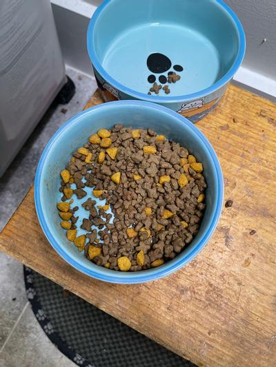 Wysong store cat food