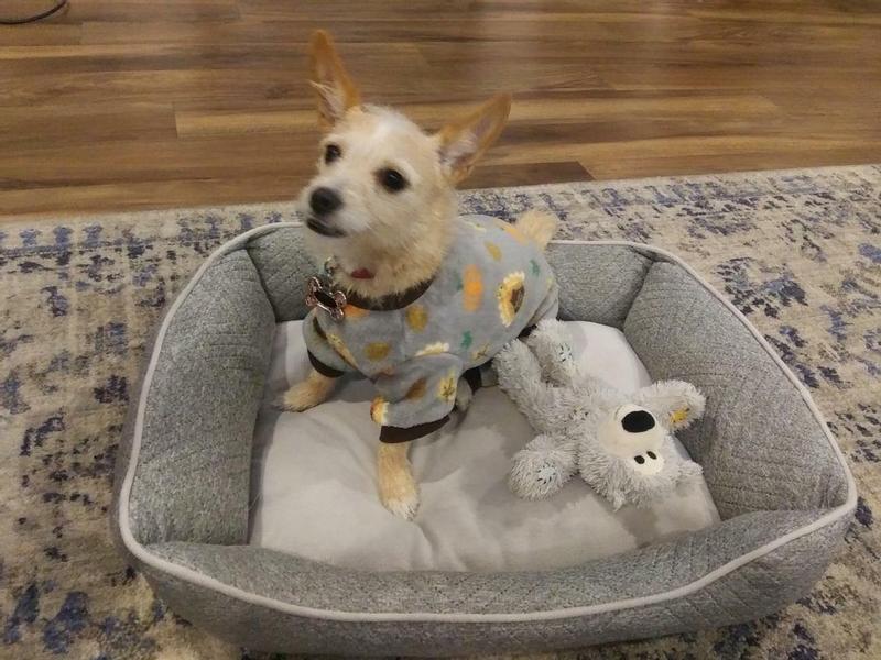 Small Kong bear with small squeaker next to 8 lb pup