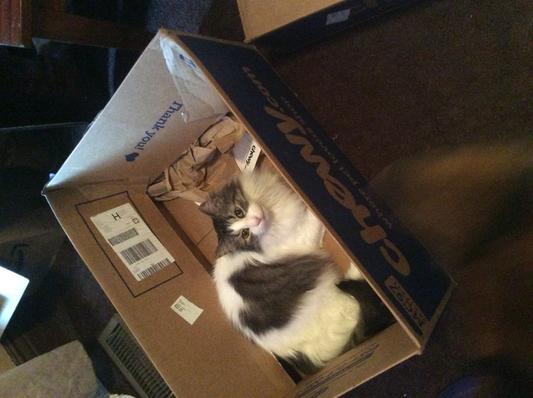 Chewy.com boxes rock!