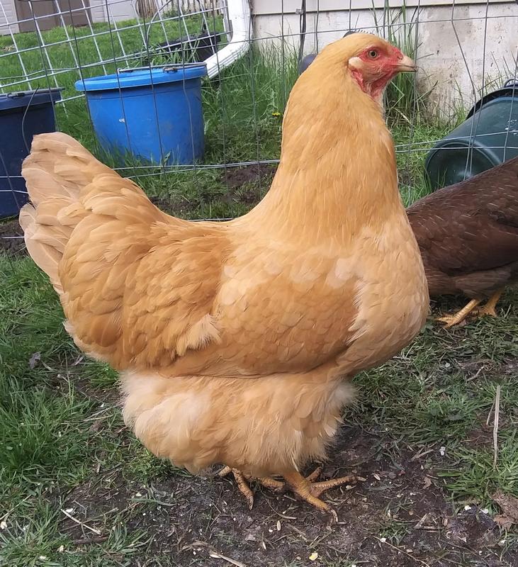 Buff Chantecler hen
