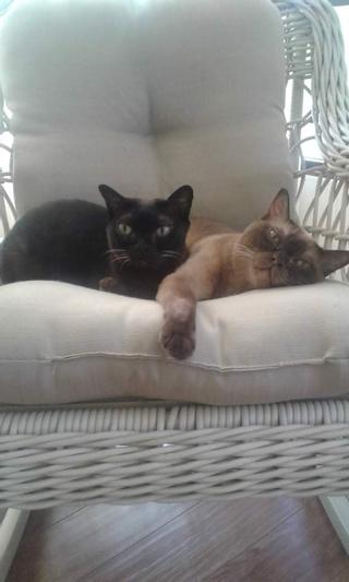 My two Burmese cats Felix and Winston