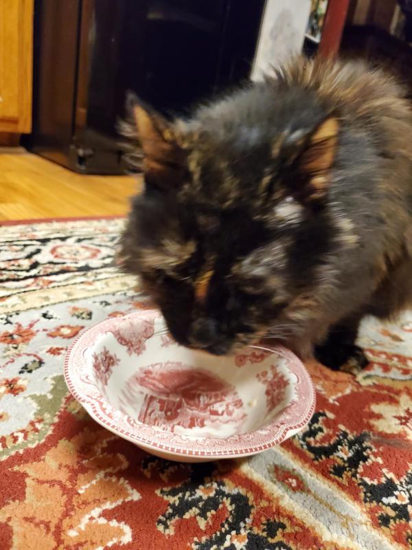 Elderly cat enjoying Inaba Churu Stew.