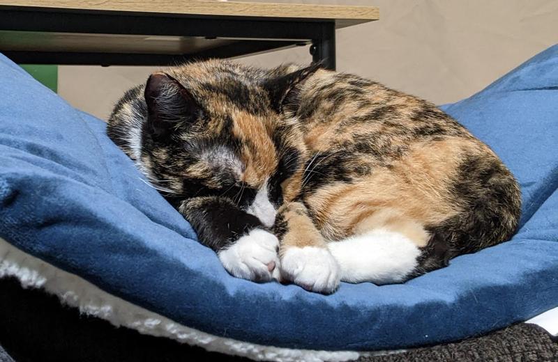 Dainty asleep on a self-warming mat I keep atop the back of my living room chair.