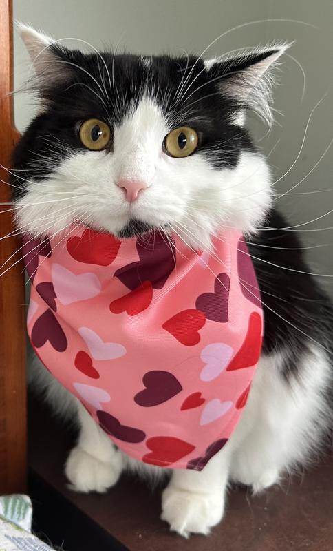 My cats looked adorable in this bandana