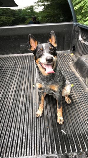 Royal canin clearance blue heeler