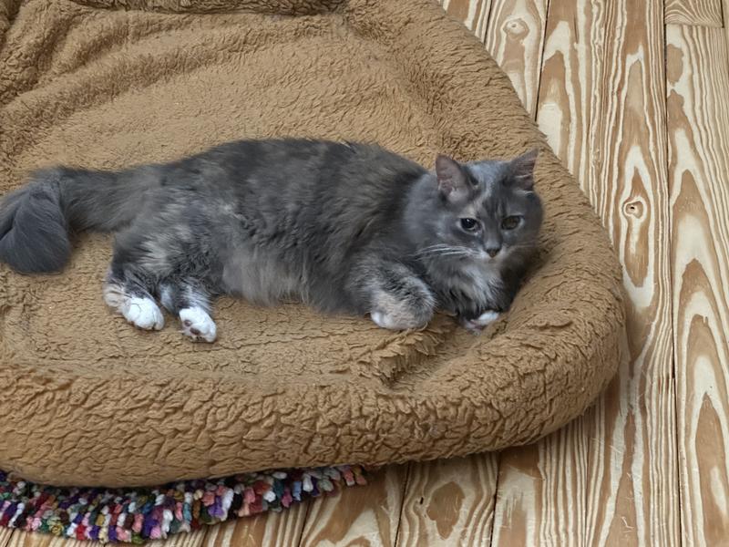Queen Stormy