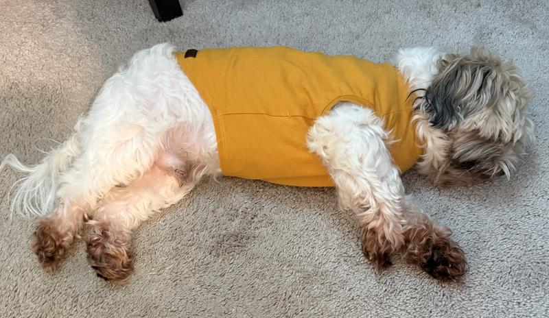 Happy dog, happy home!!!!