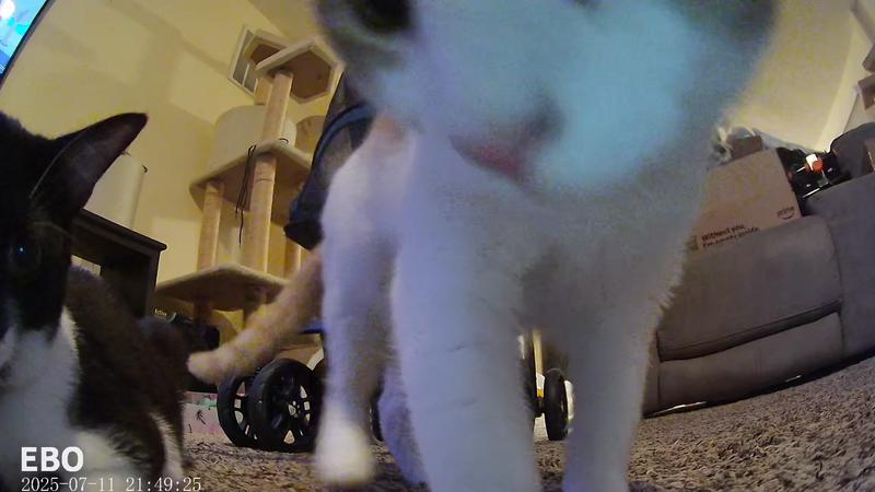 ENABOT EBO Air 2 Pet Camera