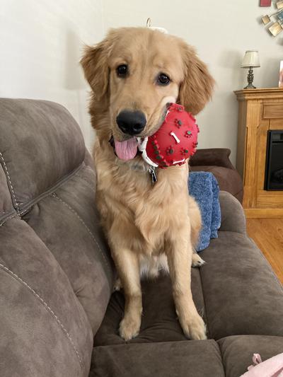 Growing Up With Chewy: Kong Wobbler Dog Toy – Makeup In Montana