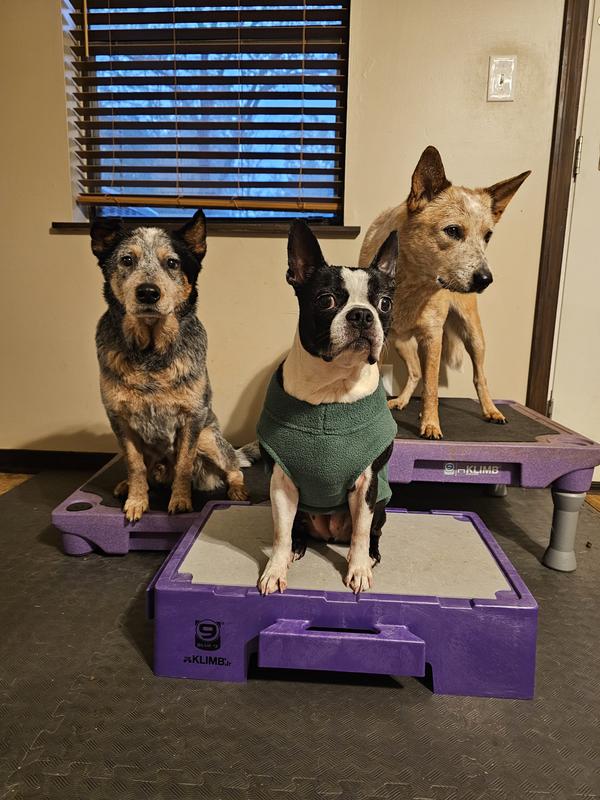 Boston wearing the sweatshirt on a Klimb Jr flanked by Cattle dogs on Klimbs