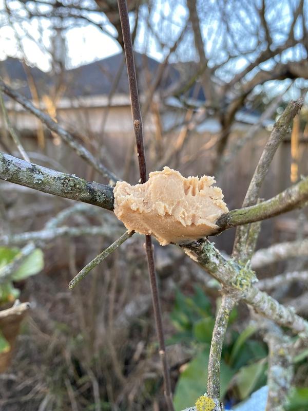The little pecks out of the spread are adorable!