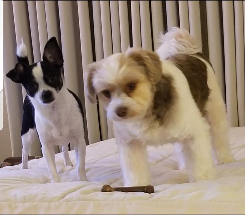 Purina Pedigree Groupies