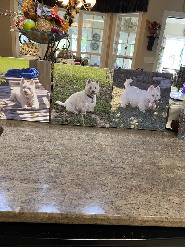 Sophie, Rocky, Addie.