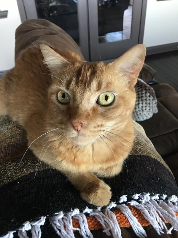 Harley, Sam, Faith, Mojo & Rocky, Gypsy, Pickles