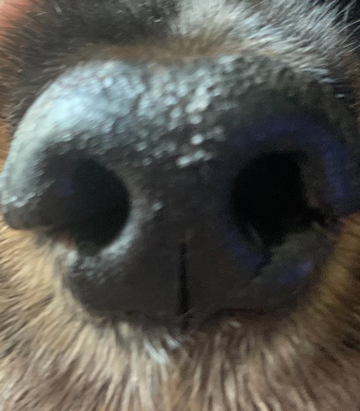 Dukes nose after Palmers