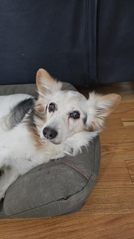 Squeaker is 16 years old