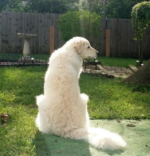 E'vike the Kuvasz!