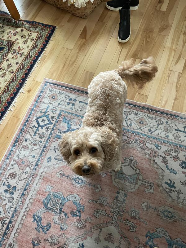 Bella is so happy to be groomed at home!