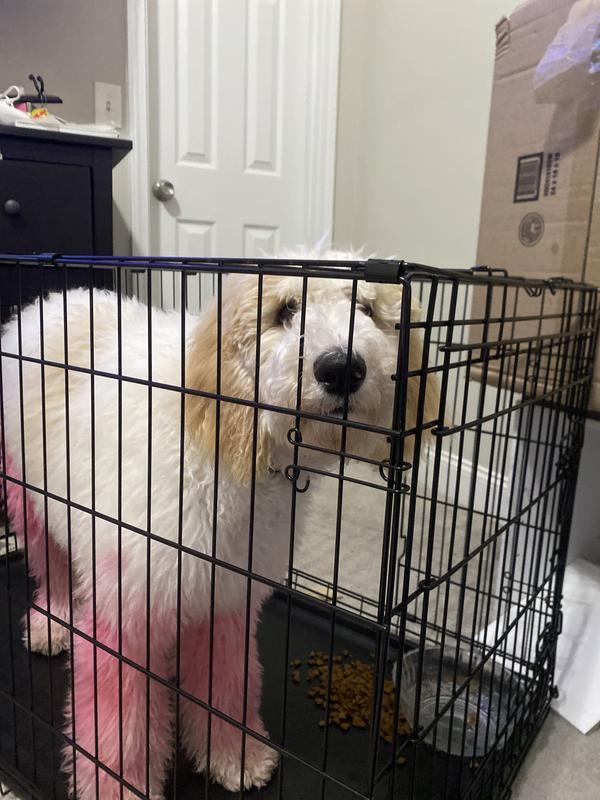 Don’t go off dogs weight/dogs height!!!!