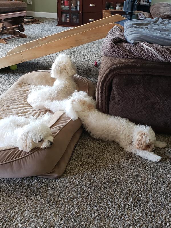 Here are all 3 of my girls taking a break and napping after finishing their chew chews