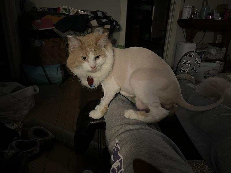 PET REPUBLIQUE Rechargable Cordless Shaver Trimmer Kit with Clippers