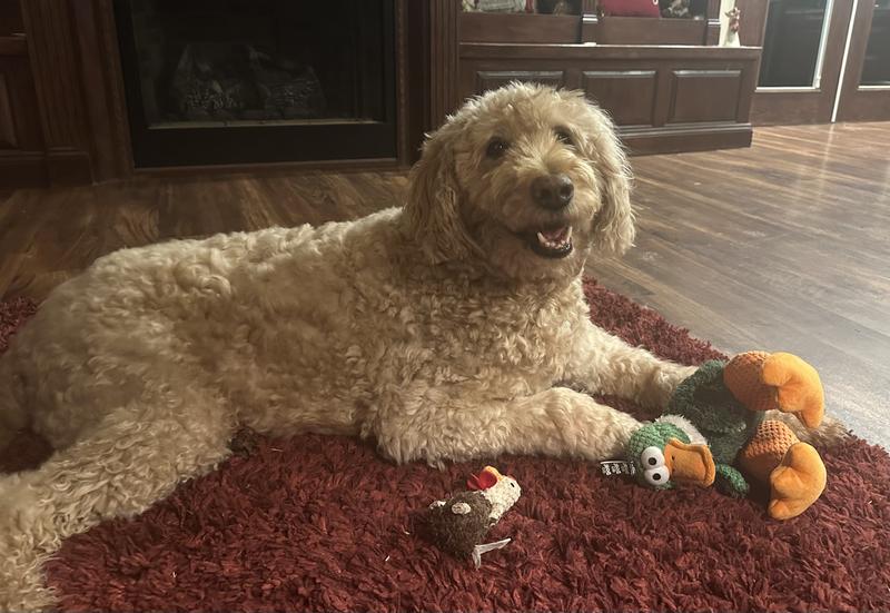 His favorite new toy.