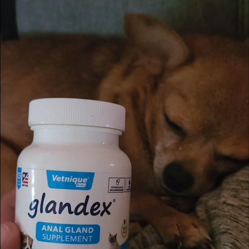 Poudre Glandex au saumon pour chien et chat (vegan)