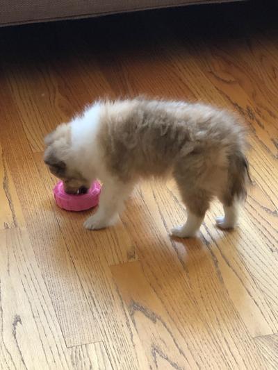 Toy is a little big to carry right now.