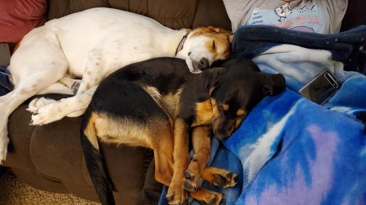 happy fur babies