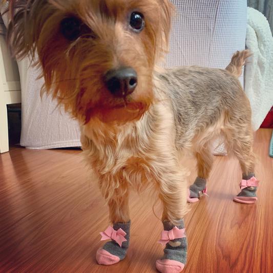 Chewy dog outlet socks