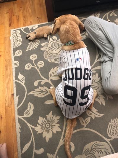 PETS FIRST MLBPA Dog & Cat Jersey, Aaron Judge, Small 
