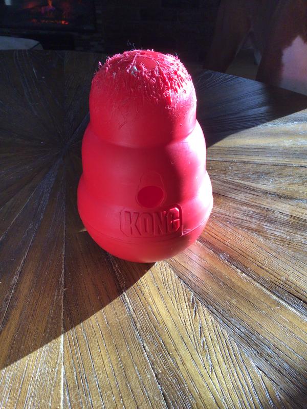 Golden Daily Scoop: Chewy Delivers Kong Wobbler Fun #ChewyInfluencer