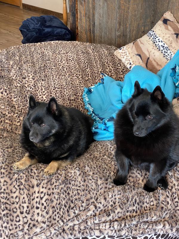 Schipperke babies