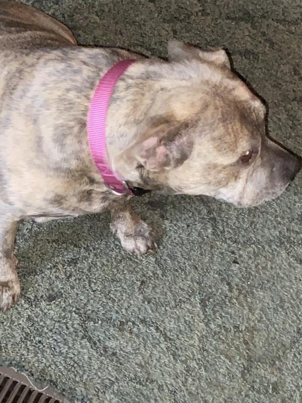 Blu and her new collar