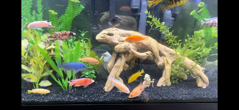 Cichlids at feeding time
