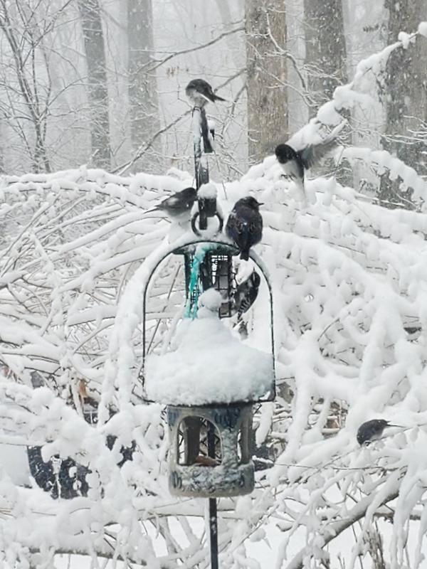 Few years back, birds on the suet feeders.