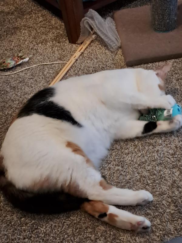 she loves her new chewy toys!