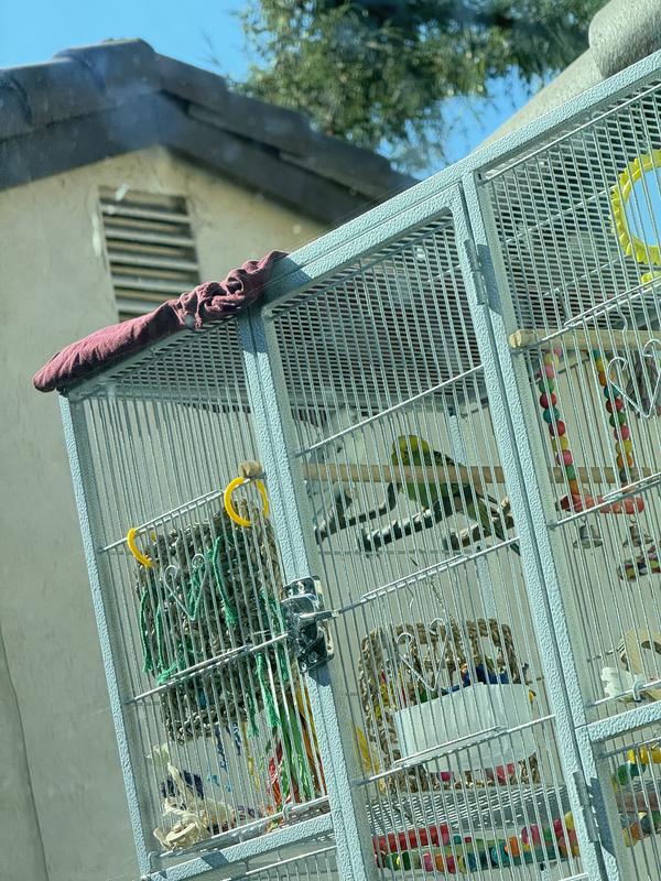 My budgies soaking in the sun